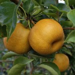Shinko (New Success) pears