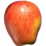Sonya apple