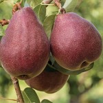 Red Bartlett pears