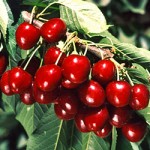 Benton cherries