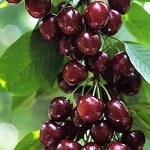 Chelan cherries