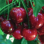 Kiona cherries