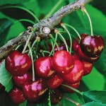 Santina cherries