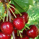 Lambert cherries