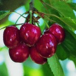 Tieton cherries