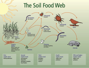 Infographic of the Soil Food Web