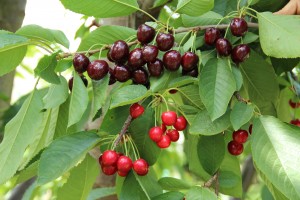 dark and light red clusters of bing cherries on a tree branch