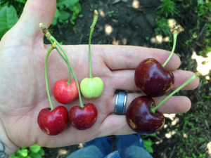 6 cherries of varying size and color in a hand