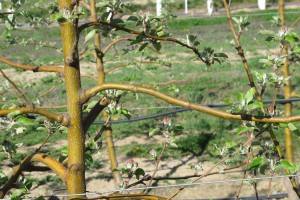 Large areas of blind wood without buds are typical when WA 38 branches are bent downwards. 