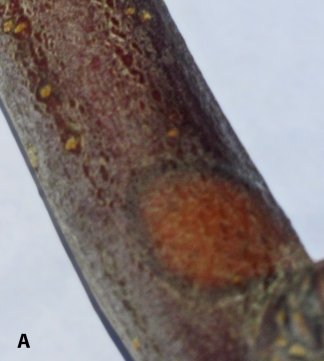 Antrhacnose canker, image A