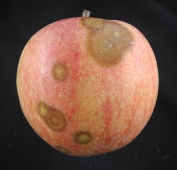 brown spots on an apple