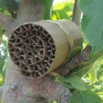 Figure 1. Example of an earwig trap in the field. Photo credit Robert Orpet.