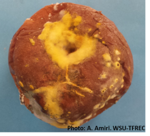Figure 1. Symptoms of naturally occurring yellow rot on Gala apple from a conventionally-managed orchard after 7 months storage at 0°C (33°F) in controlled atmosphere. Photo credit Achour Amiri, WSU Plant Pathology. 