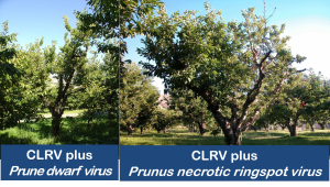 Cherry leaf roll virus (CLRV) combined with other viruses alters symptoms. 