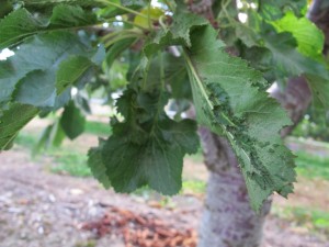 Cherry rasp leaf virus. Photo T. DuPont, WSU.