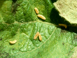 Apple leafcurling midge larvae (Courtesy of British Columbia Ministry of Agriculture and Lands)