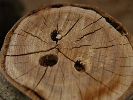 Carpenterworm damage to trunk (E. Beers)