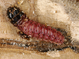 Carpenterworm larva (purple phase) (E. Beers)