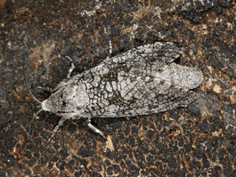 Carpenterworm female moth (E. Beers)