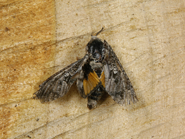 Carpenterworm male moth (E. Beers)