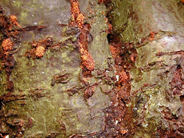 Cherry bark tortrix trunk damage to cherry (E. LaGasa)