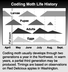 graph of codling moth life history with explanation