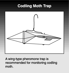drawing of codling moth trap