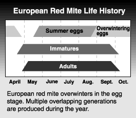 European Red Mite Life History graph and explanation
