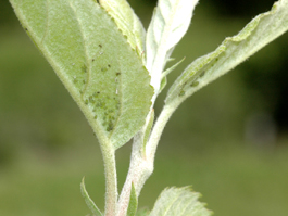 Apple aphid colony (E. Beers)