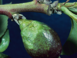 Green peach aphid injury to nectarine (J. Brunner)