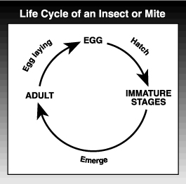 drawing of insect life cycle