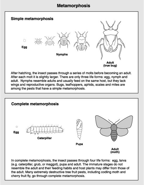 drawing of insect metamorphosis