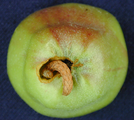 Lacanobia late instar larva in apple fruit (M. Doerr)