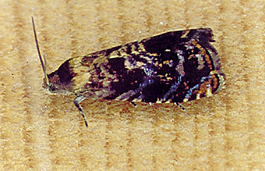 Lesser appleworm adult (H. Moffitt)