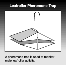drawing of a pheromone trap