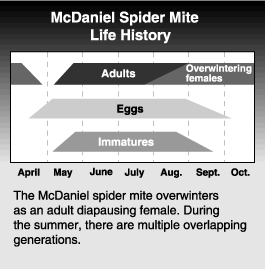 McDaniel Spider Mite life history graph and explanation