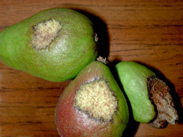 Mormon cricket damage to pears