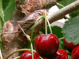 Mormon cricket in a cherry tree