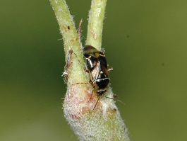 Deraeocoris adult on pear (E. Beers, July 2008)