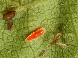 Aphidoletes larva in black cherry aphid colony (E. Beers, July 2007)