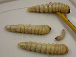 Prionus root borer larvae showing range of sizes (instars) (S. Steffan)