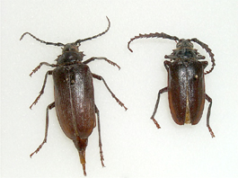 Prionus root borer male and female (J. Barbour)
