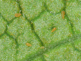 Cherry rust mites on 'Bing' sweet cherry (E. Beers, 2009)