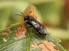 Adult pearslug (sawfly) (E. Beers, July 2012)