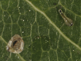 Pearslug egg (hatched), lower left; pearslug larva (upper right) (E. Beers, July 12, 2012)