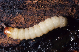 Lesser peach tree borer larva (J. Brunner)