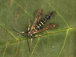 Adult male peachtree borer (E. Beers, August 2008)