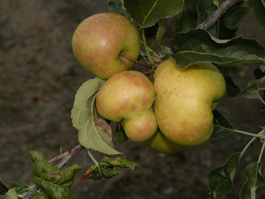 Rosy apple aphid damage to Golden Delicious (E. Beers)