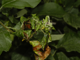 Shoot damage caused by rosy apple aphid (E. Beers)