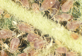 Rosy apple aphid colony (E. Beers, June 1988)